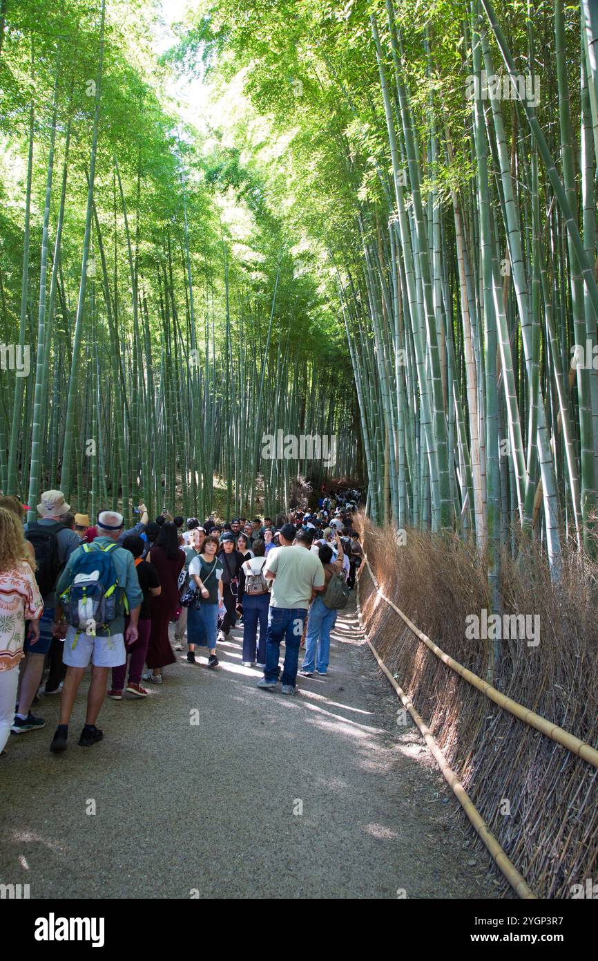 La foresta di bambù ad Arashiyama è piena di passeggini che si godono gli impressionanti alberi di bambù. Foto Stock
