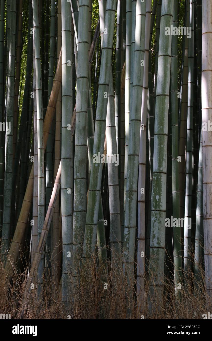 Primo piano degli alberi nella foresta di bambù ad Arashiyama Foto Stock