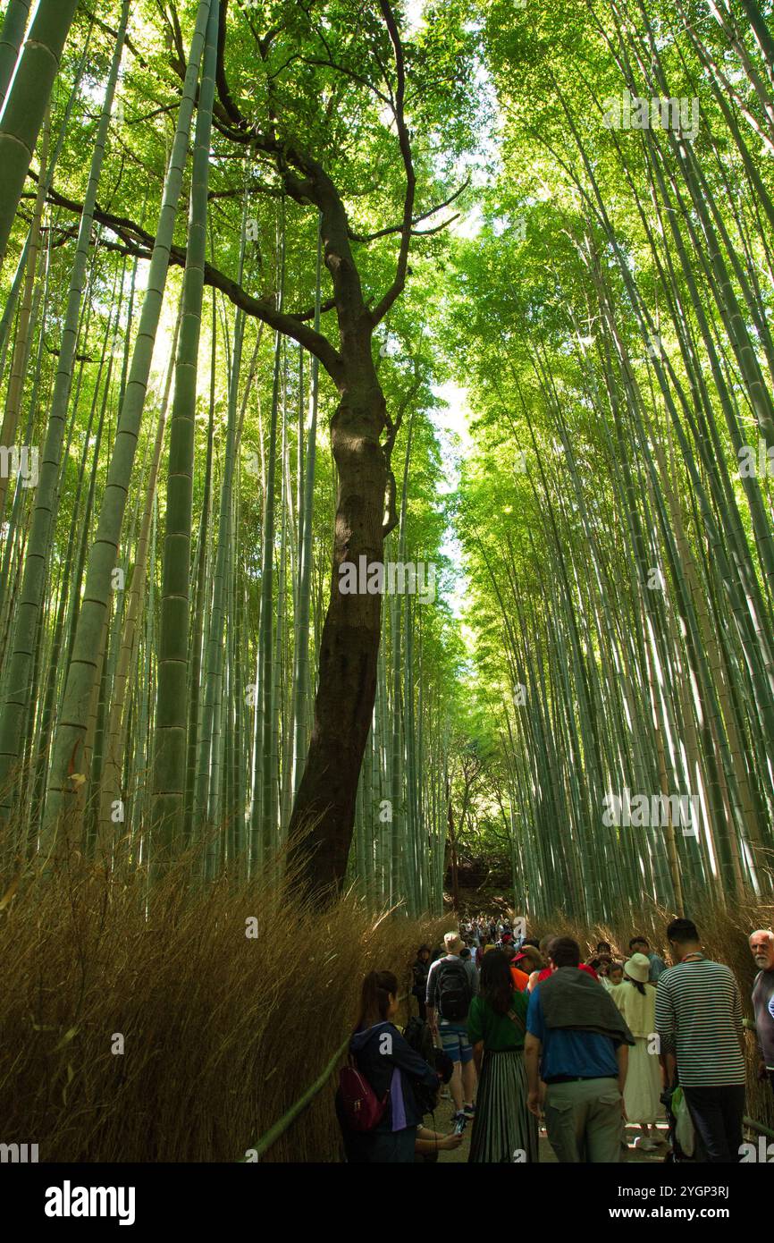 La foresta di bambù ad Arashiyama è piena di passeggini che si godono gli impressionanti alberi di bambù. Foto Stock