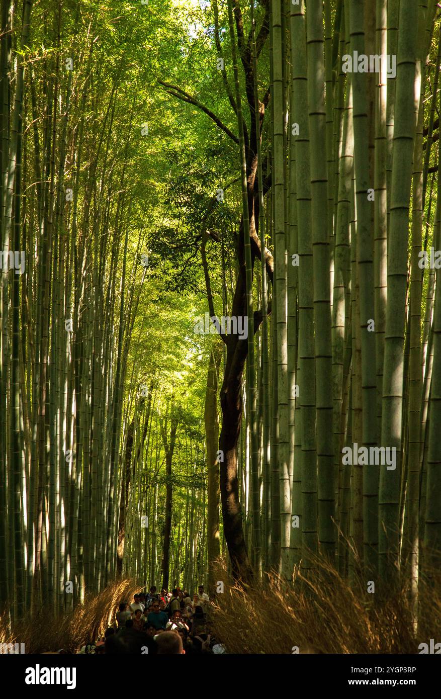 La foresta di bambù ad Arashiyama è piena di passeggini che si godono gli impressionanti alberi di bambù. Foto Stock