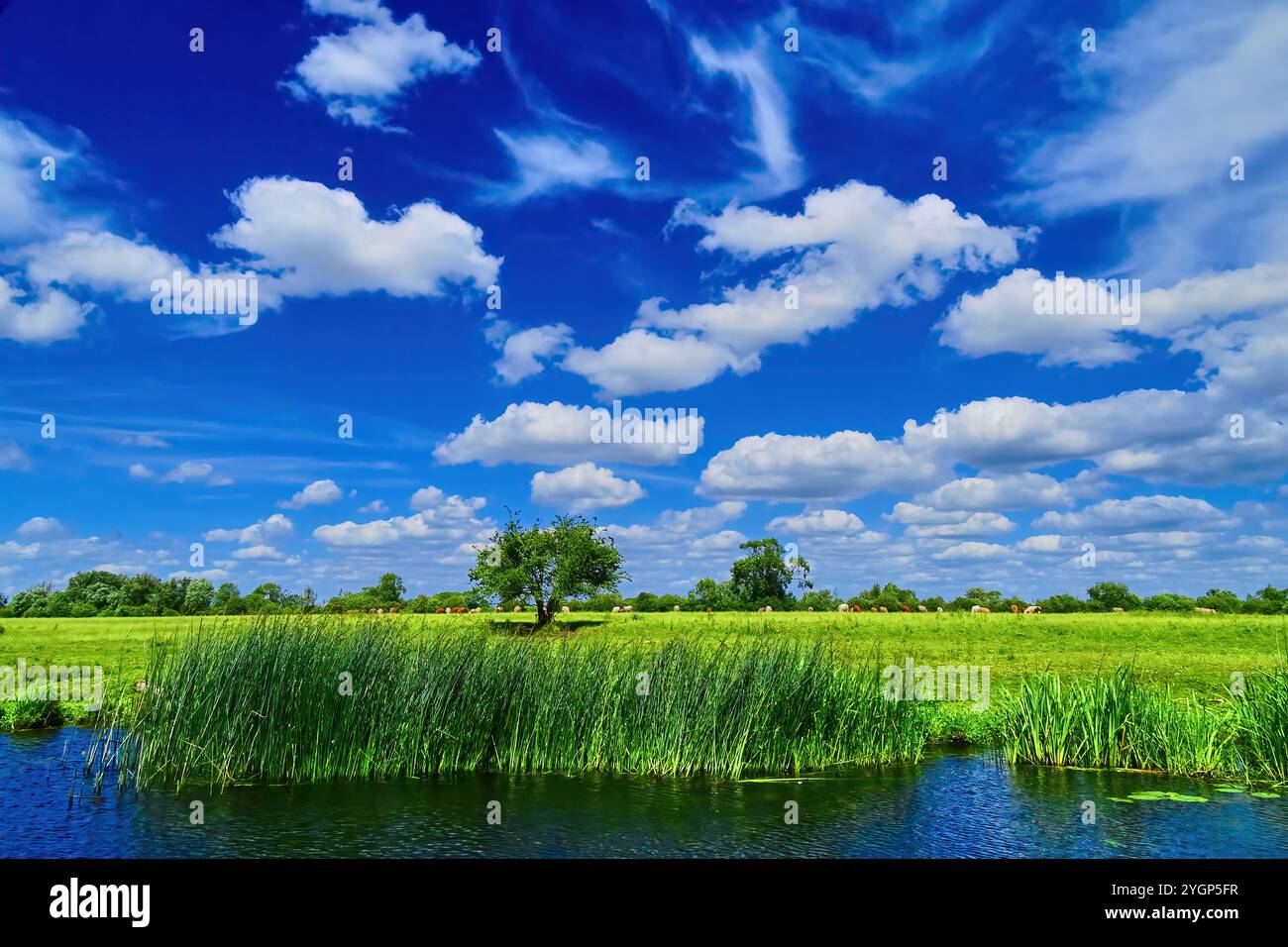 Il fiume Great Ouse nel Cambridgeshire in una giornata estiva con prati verdi e un cielo blu con nuvole bianche e soffici. Foto Stock