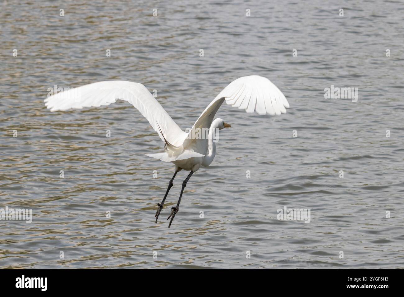 una grande egretta o un airone bianco in volo sull'acqua, con le ali in posizione sollevata, vista da dietro con le gambe chiaramente visibili Foto Stock