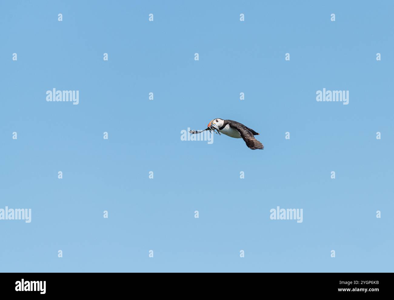 Puffin in volo trasportando cicerelle, Northumberland, Inghilterra Foto Stock