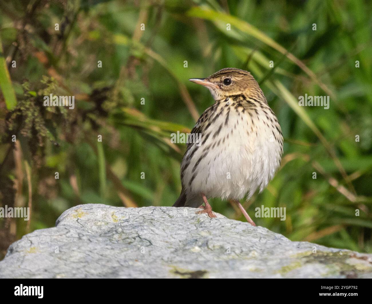 Pechora pipit (Anthus gustavi), Quendale, South Mainland Shetland, Shetland Foto Stock