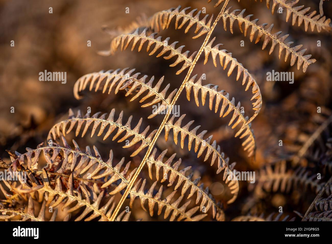 Brown Fern Leaves in Autumn, Bushy Park, Londra, Inghilterra, Regno Unito Foto Stock