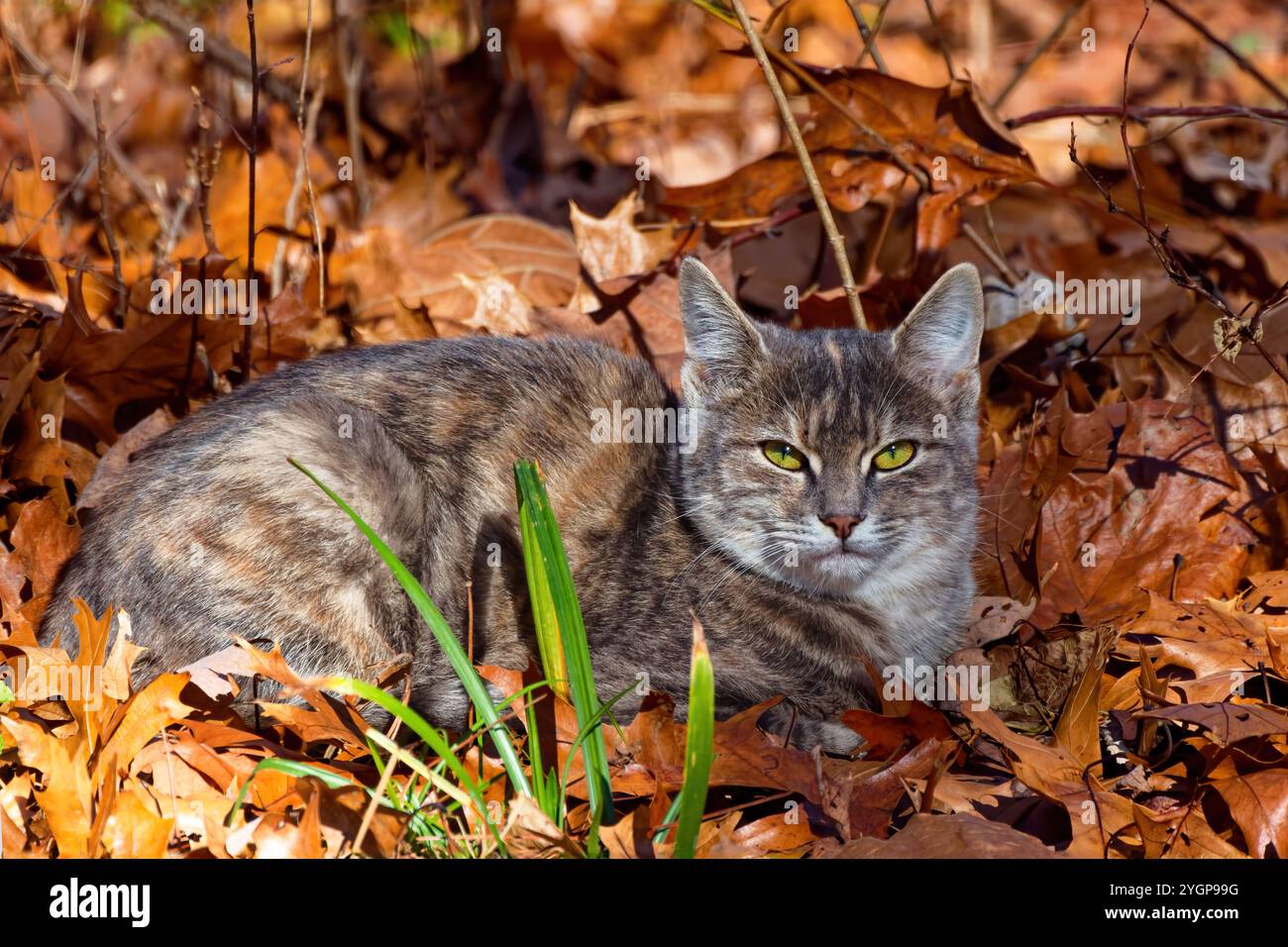 Il gatto domestico nel parco. gatto che si crogiola al sole nel parco. Foto Stock