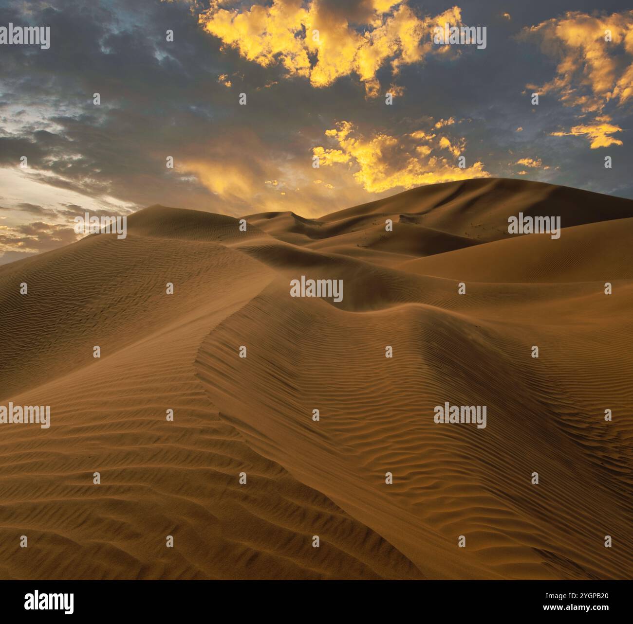Le serene dune di sabbia ondulata di le Khwair, Oman, brillano sotto un cielo dorato al tramonto, mentre le nuvole aggiungono profondità e contrasto. Un ramo asciutto e solitario migliora il th Foto Stock