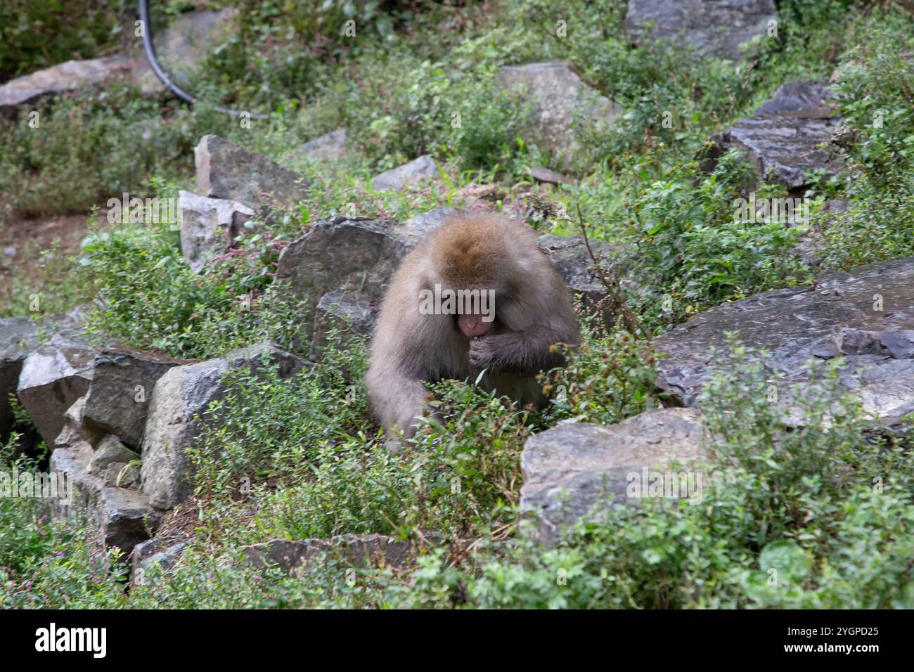 Snow Monkey Park a Nagano in estate. Le scimmie preferiscono la foresta, ma scenderanno per mangiare. Ma sono bianchi solo d'inverno Foto Stock