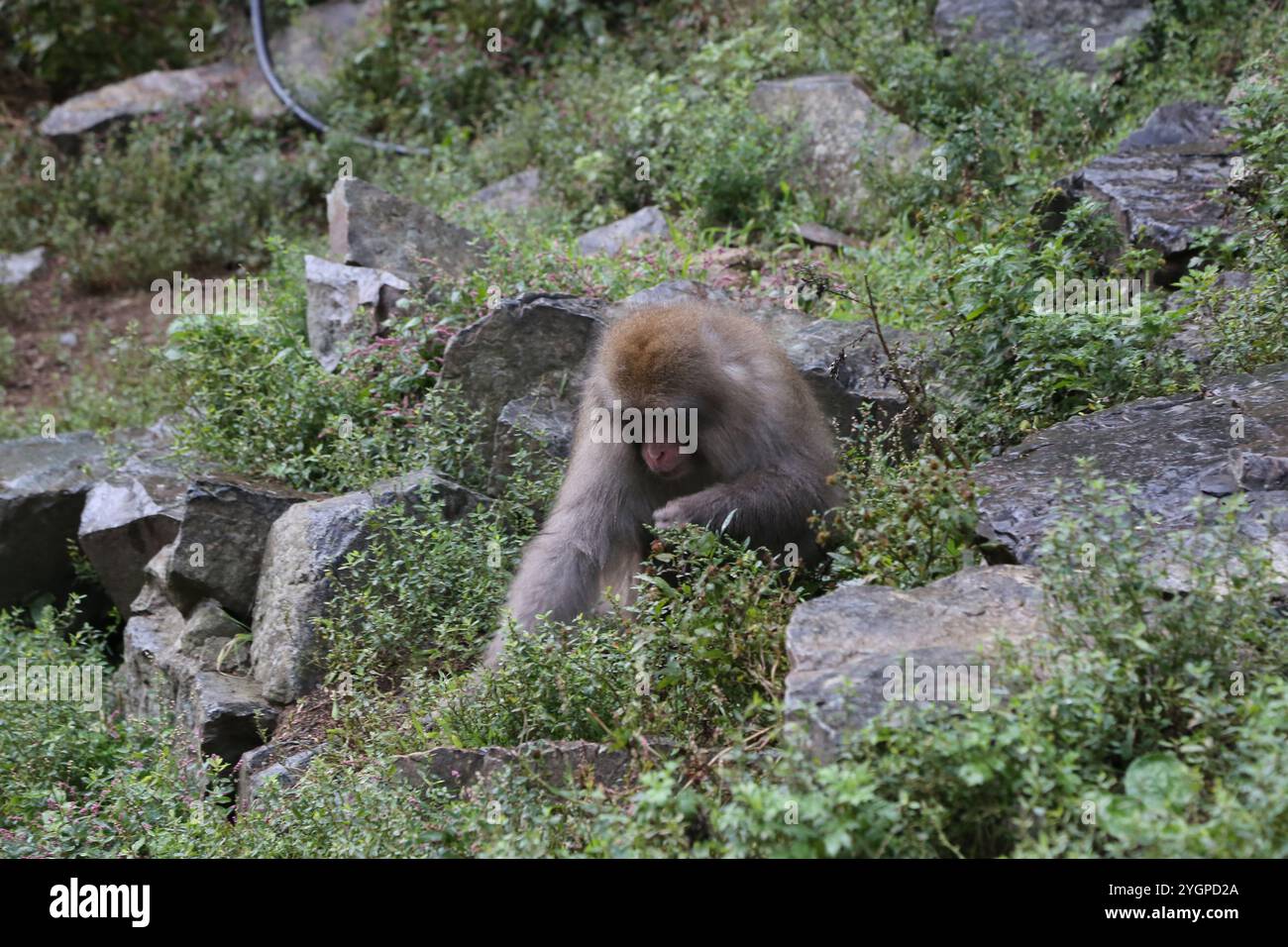 Snow Monkey Park a Nagano in estate. Le scimmie preferiscono la foresta, ma scenderanno per mangiare. Ma sono bianchi solo d'inverno Foto Stock