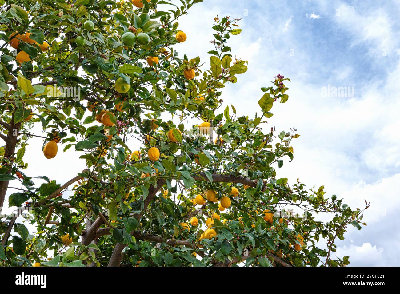 Un vivace albero di limone è pieno di limoni gialli maturi e frutta verde, crogiolandosi alla luce del sole sotto un bel cielo. Foto Stock