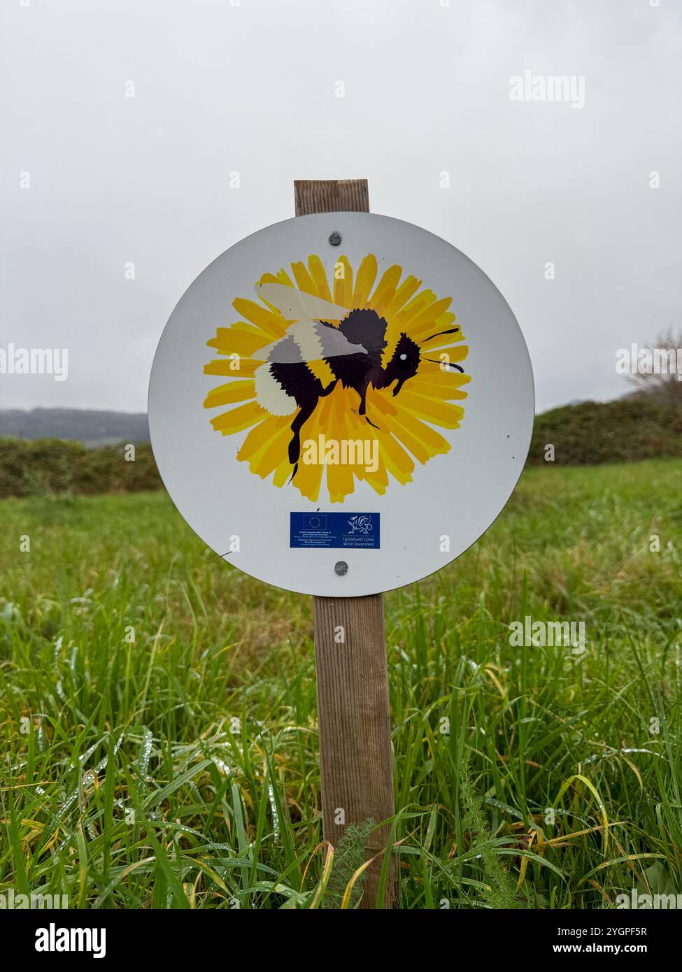 Ora conosciuta anche come Bee Town. La città di Monmouth, nel Galles del Sud, è diventata un paradiso per la fauna selvatica degli insetti, con i bordi della strada rimasti intatti - Immagine stock catturata con smartphone