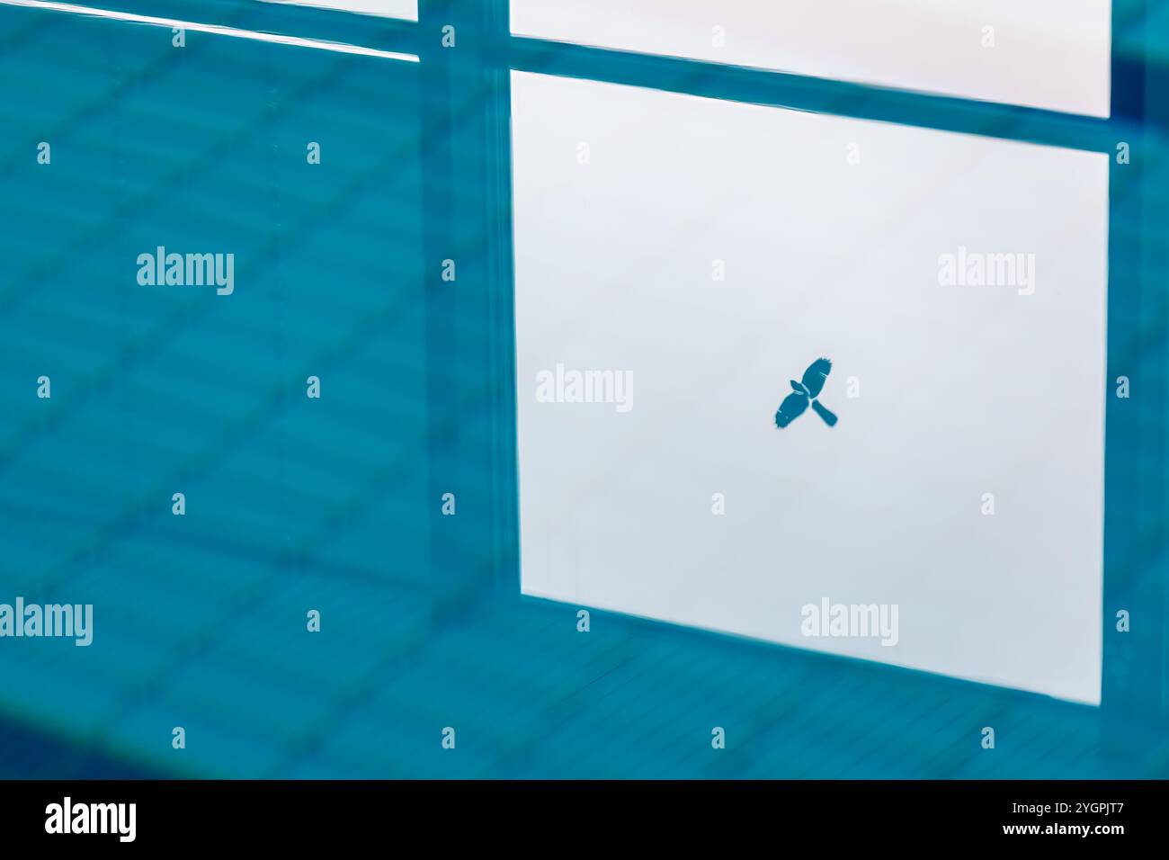 Riflesso dell'adesivo per uccelli in una piscina coperta Foto Stock