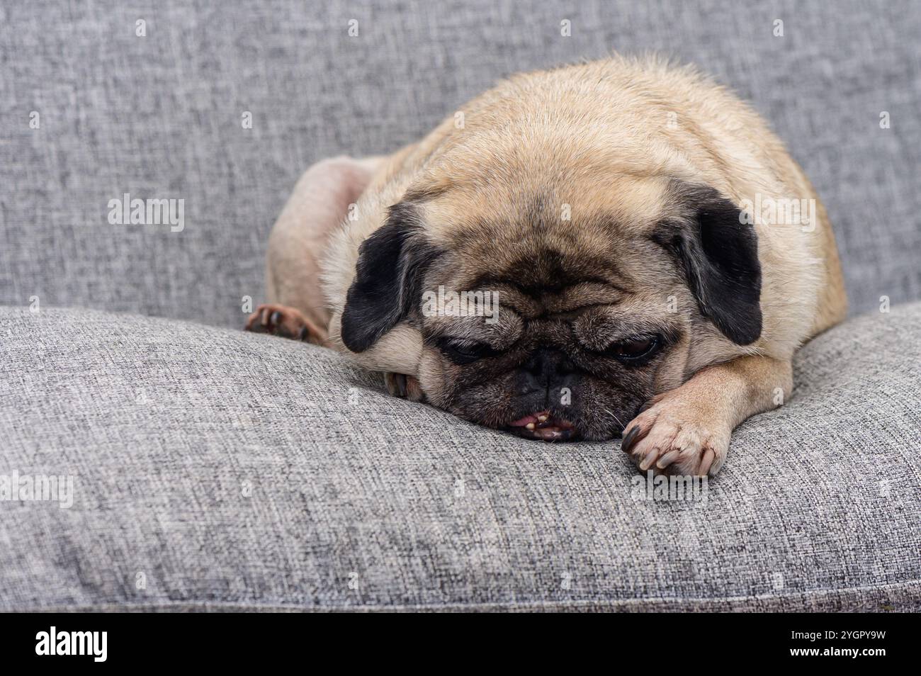 Un sonnolento cucciolo riposa su un divano grigio, crogiolandosi in un'atmosfera calda e rilassata durante un pomeriggio tranquillo. Foto Stock