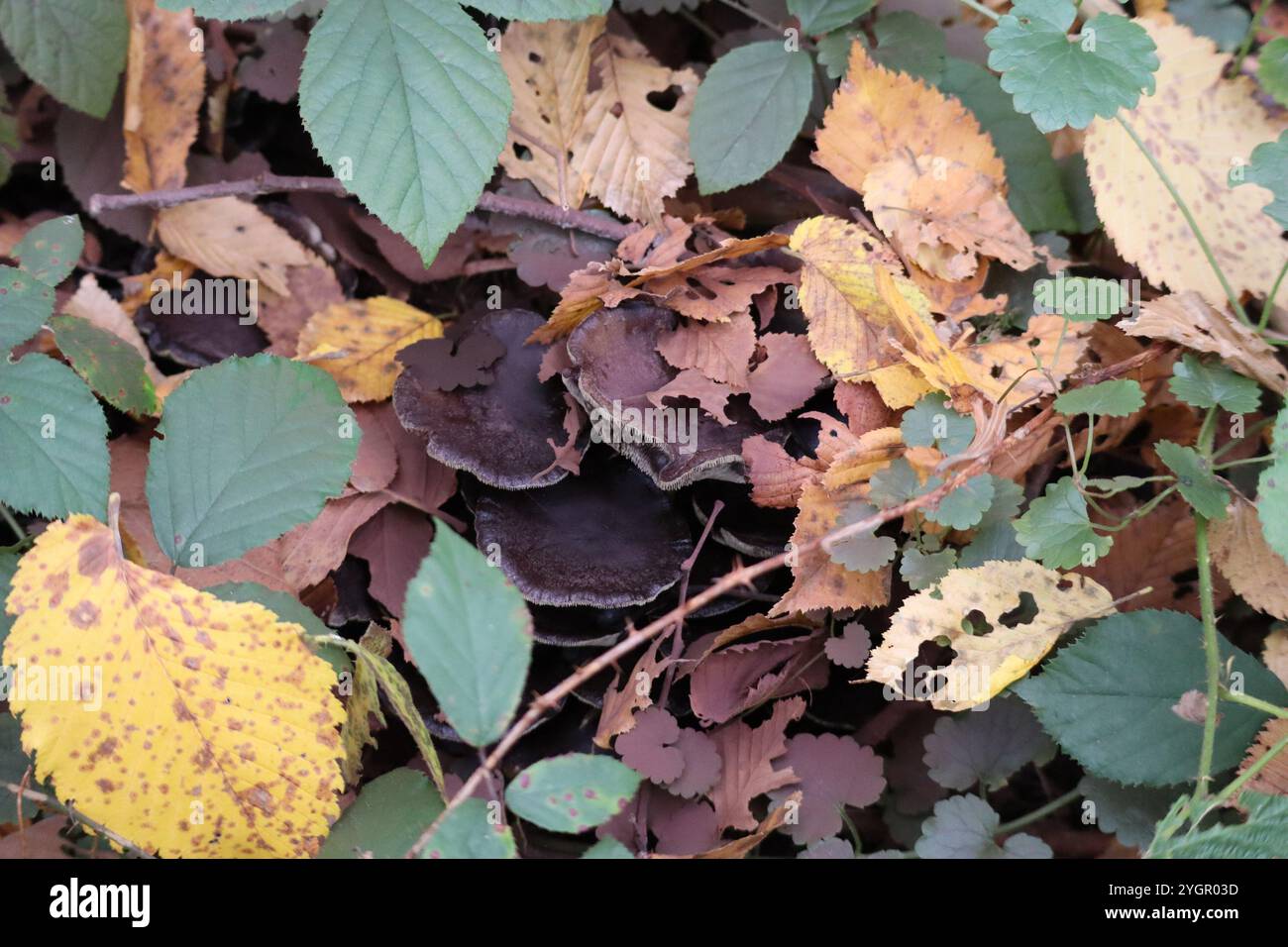 Funghi abete-dente che si nascondono nel fitto fogliame Foto Stock