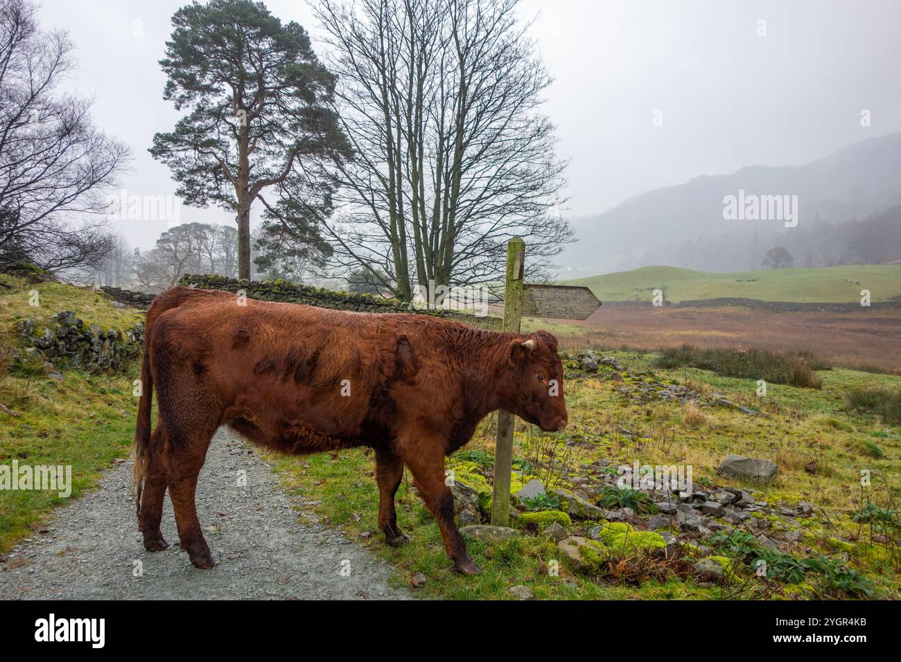 Mucca di manzo del Devon del sud libera nel distretto lacustre inglese Foto Stock