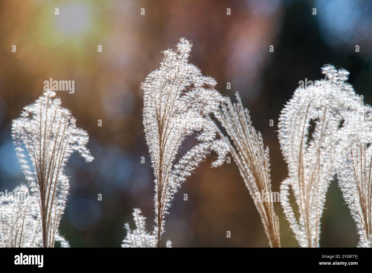 Erba di miscanto retroilluminata dal sole Foto Stock