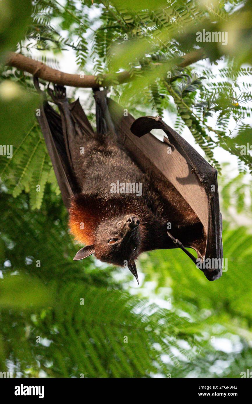 Volpe volanti (Pteropus vampyrus o Pteropus giganteus), volpe volanti malesi, volpe volanti malesi Foto Stock