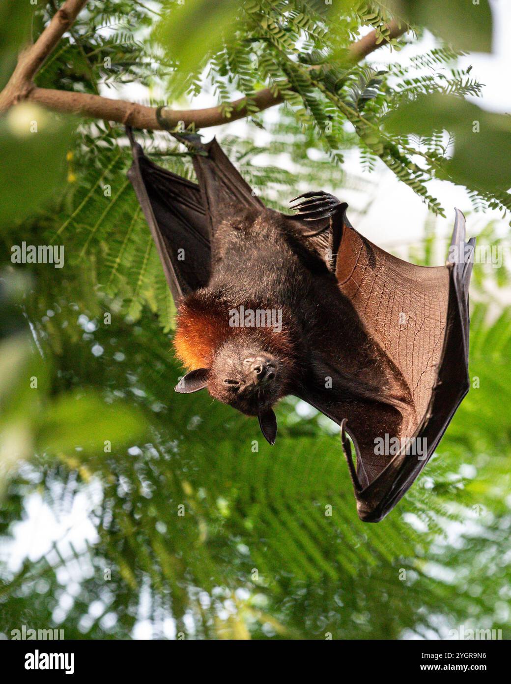 Volpe volanti (Pteropus vampyrus o Pteropus giganteus), volpe volanti malesi, volpe volanti malesi Foto Stock