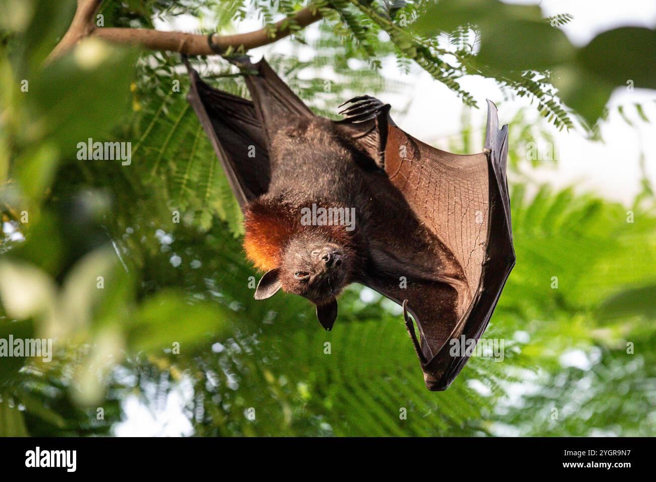 Volpe volanti (Pteropus vampyrus o Pteropus giganteus), volpe volanti malesi, volpe volanti malesi Foto Stock
