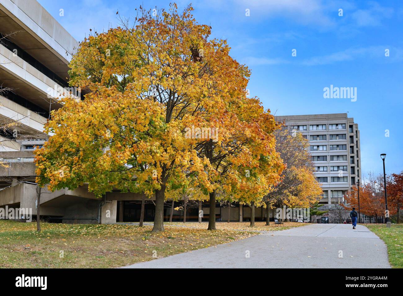 Toronto, Canada - 8 novembre 2024: Università di York a Toronto, con alberi dai colori autunnali brillanti, Ross Humanities Building Foto Stock