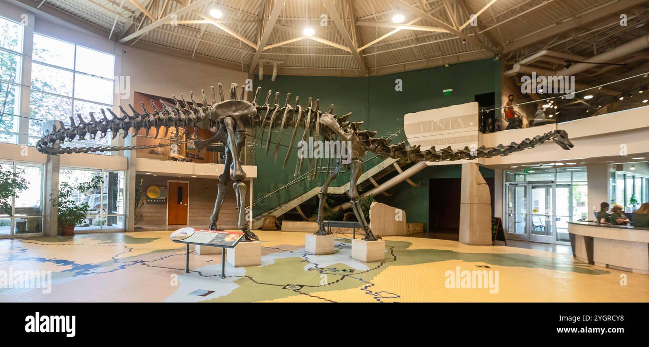 Vernal, Utah - lo Utah Field House of Natural History State Park Museum espone modelli di dinosauri, scheletri, ossa e fossili. Un Diplo lungo 90 piedi Foto Stock