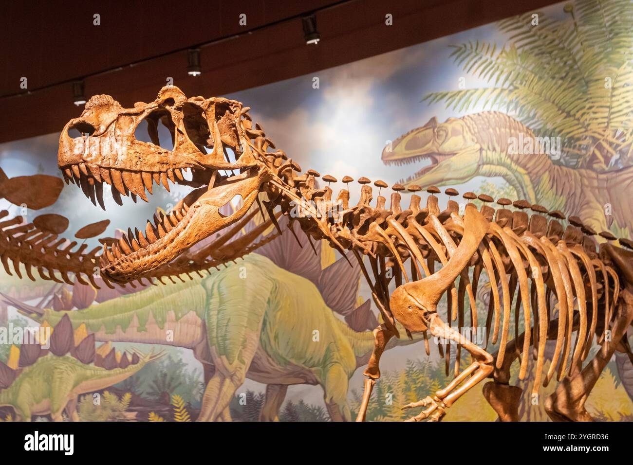 Vernal, Utah - lo Utah Field House of Natural History State Park Museum espone modelli di dinosauri, scheletri, ossa e fossili. Un Allosaurus, che Foto Stock