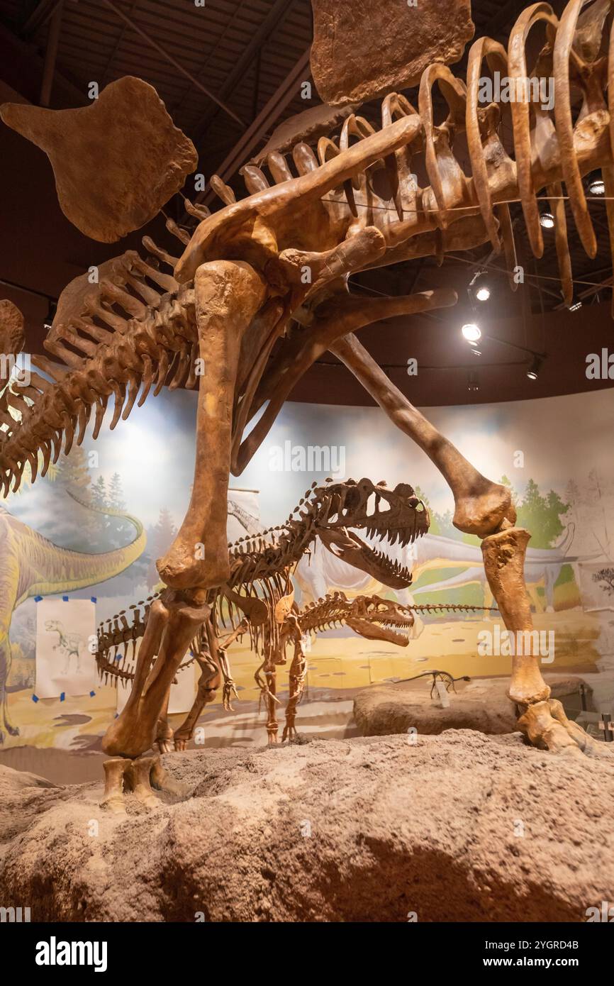 Vernal, Utah - lo Utah Field House of Natural History State Park Museum espone modelli di dinosauri, scheletri, ossa e fossili. Un Allosaurus, che Foto Stock