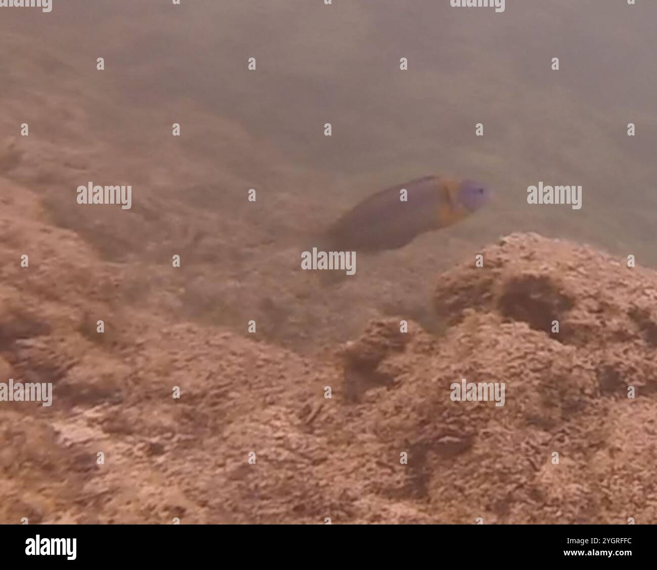 Sella Wrasse (Thalassoma duperrey) Foto Stock