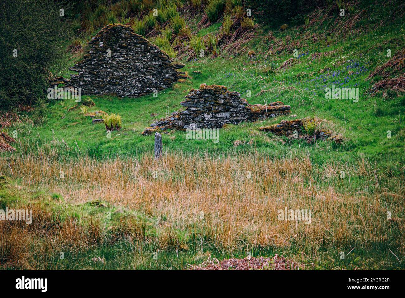 Nella foresta di Knapdale, vicino al bordo del Loch Coille Bharr, è possibile scoprire i resti della cittadina chiamata Kilmory OIB. Foto Stock