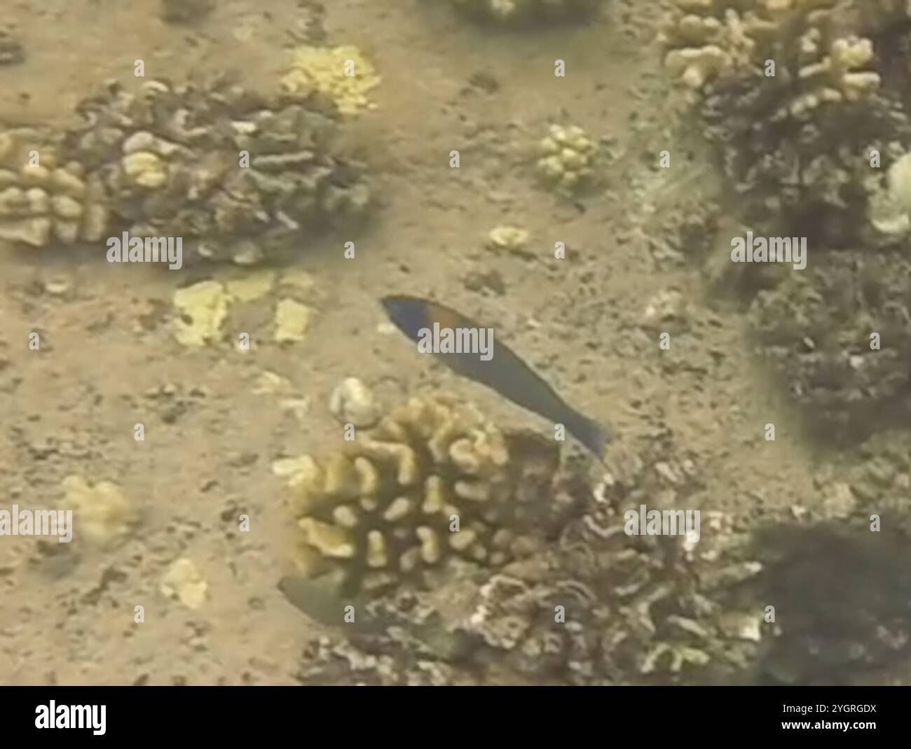 Sella Wrasse (Thalassoma duperrey) Foto Stock