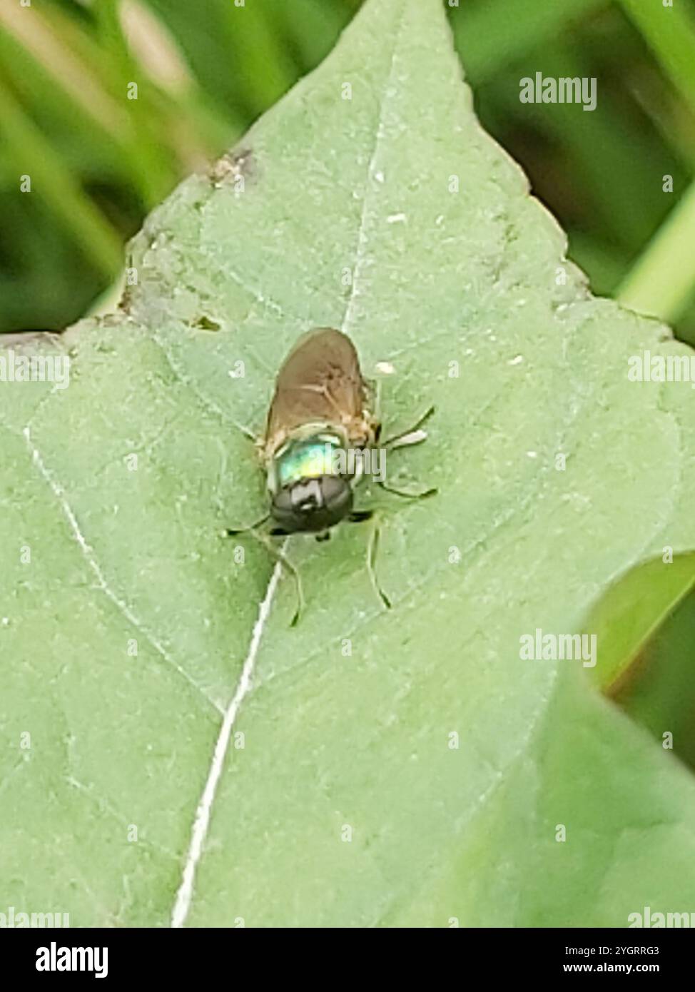 Ampia Centurion Fly (Chloromyia formosa) Foto Stock