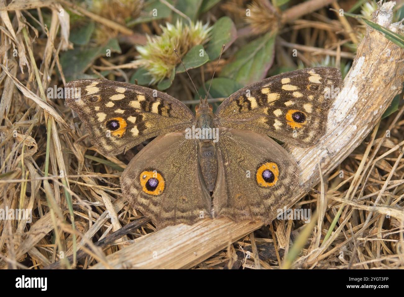 Farfalla di Pansy al limone, (Junonia lemonias), Bharatpur, Dehli, India. Foto Stock