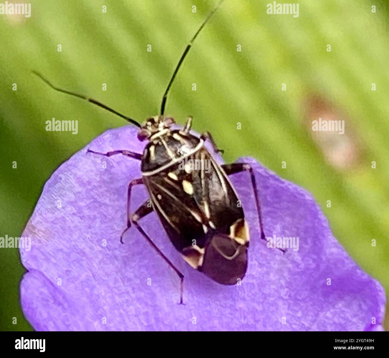 Insetto vegetale martellato nordamericano (Lygus lineolaris) Foto Stock