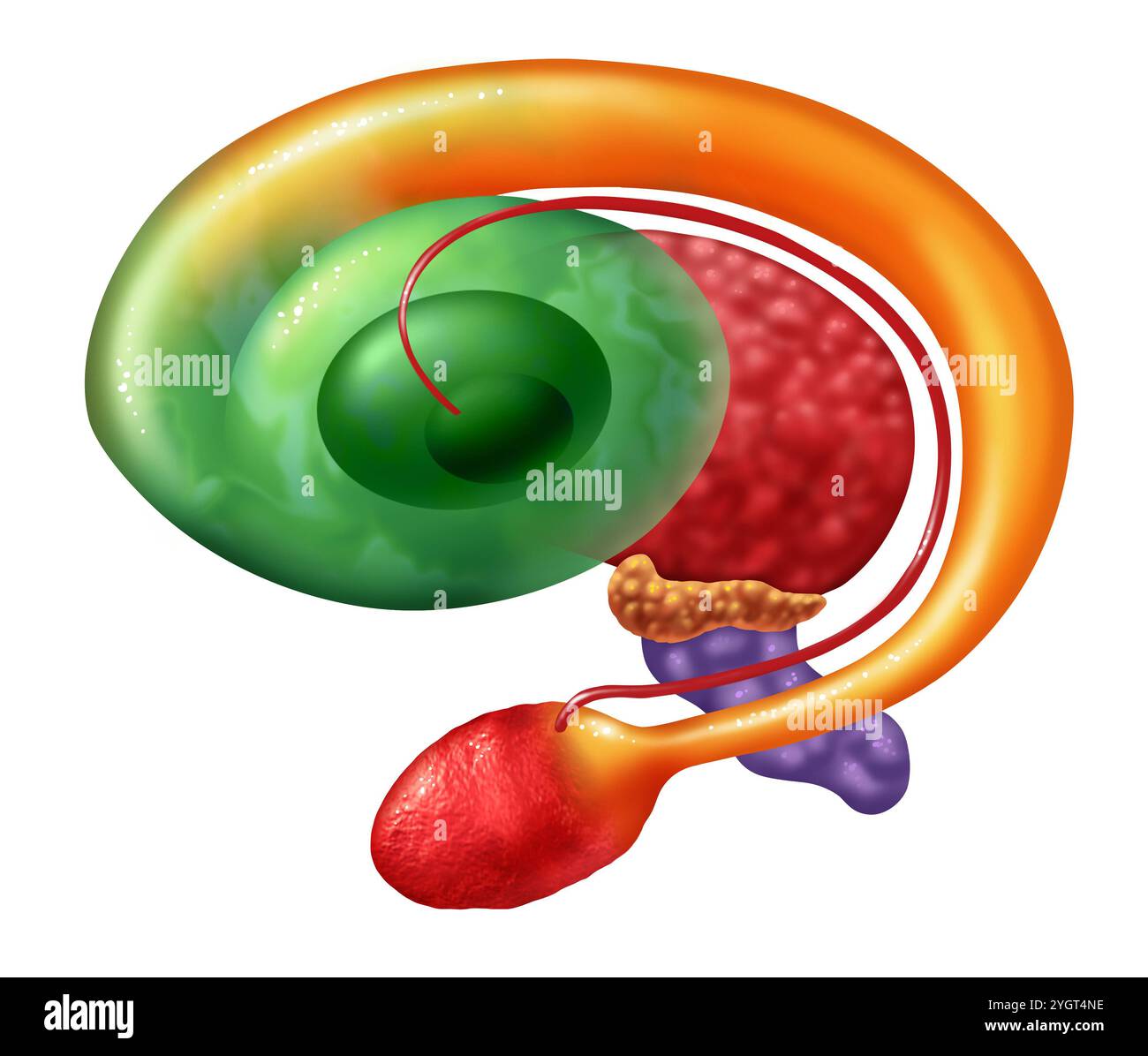 Anatomia dei gangli basali come nuclei subcorticali all'interno del cervello umano che controlla le funzioni motorie come emozioni cognitive, apprendimento e volontariato Foto Stock