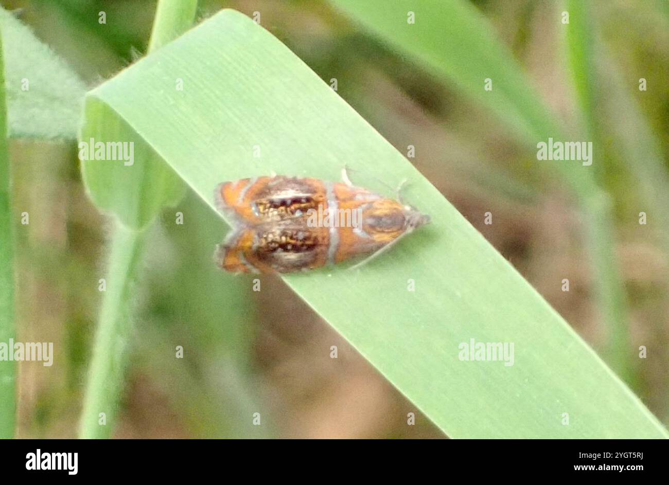 Marmo arcuato (Olethreutes arcuella) Foto Stock