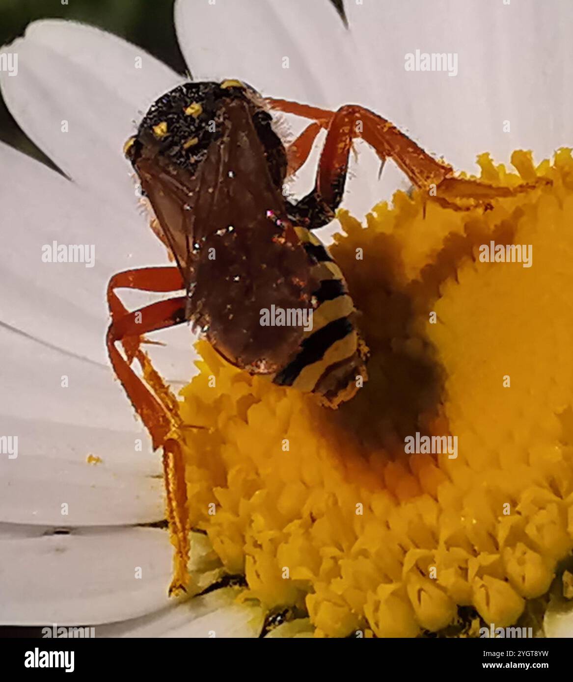 Gooden è il Nomad Bee (Nomada goodeniana) Foto Stock