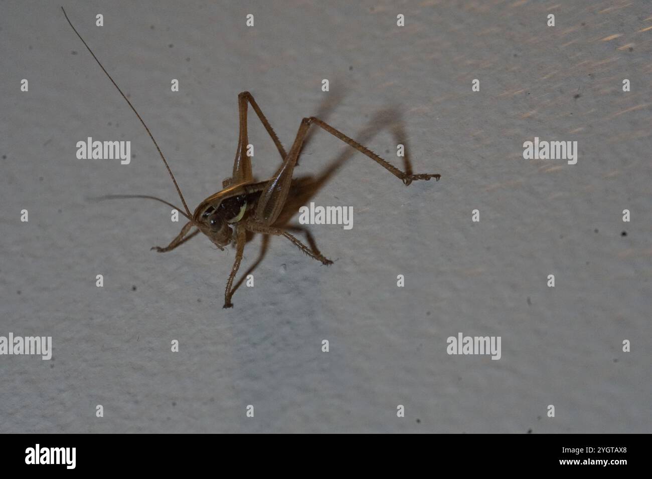 Cespuglio-cricket maculato (Tessellana tessellata) Foto Stock