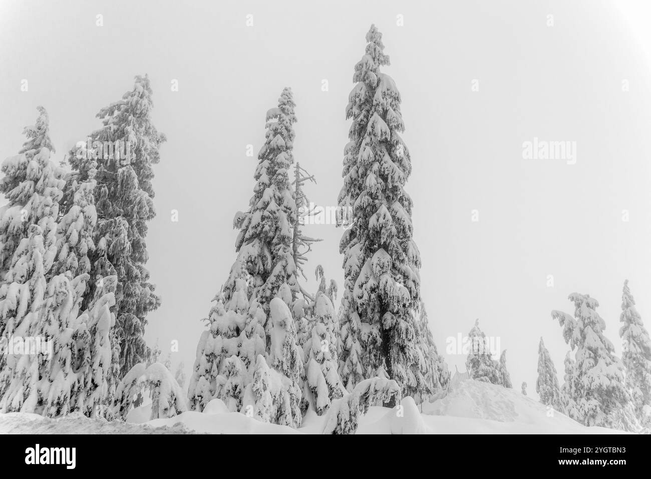 Alti, pensa ai pini ricoperti di neve nelle giornate innevate. Foto Stock