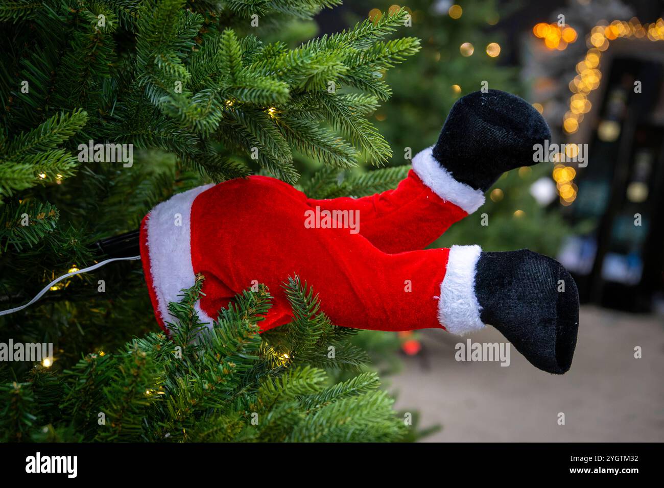 08.11.2024, Weihnachtsauslage in einer Gärtnerei a Buchloe in Bayern Blumen Gilg, Advent-Stimmung im Verkaufsraum. Kurioser Christbaumschmuck, das Hinterteil eines Weihnachtsmannes steckt scheinbal zwischen den Tannenzweigen fest und strampelt mit den Füßen. 08.11.2024, Weihnachtsbaum 08.11.2024, Weihnachtsbaum *** 08 11 2024, esposizione natalizia in un vivaio a Buchloe in Baviera Blumen Gilg , atmosfera di Avvento nella sala vendite curiosa decorazione dell'albero di Natale, la parte posteriore di Babbo Natale sembra essere bloccata tra i rami di abete e calci con i piedi 08 11 2024, albero di Natale 08 11 202 Foto Stock