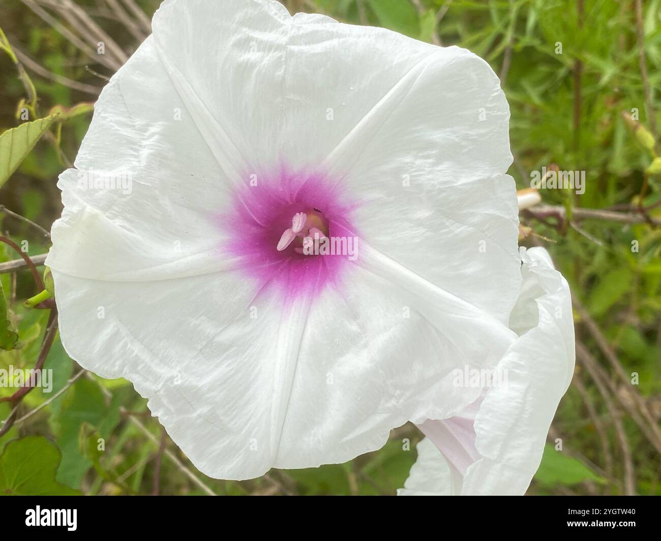 Vite di patata selvatica (Ipomoea pandurata) Foto Stock