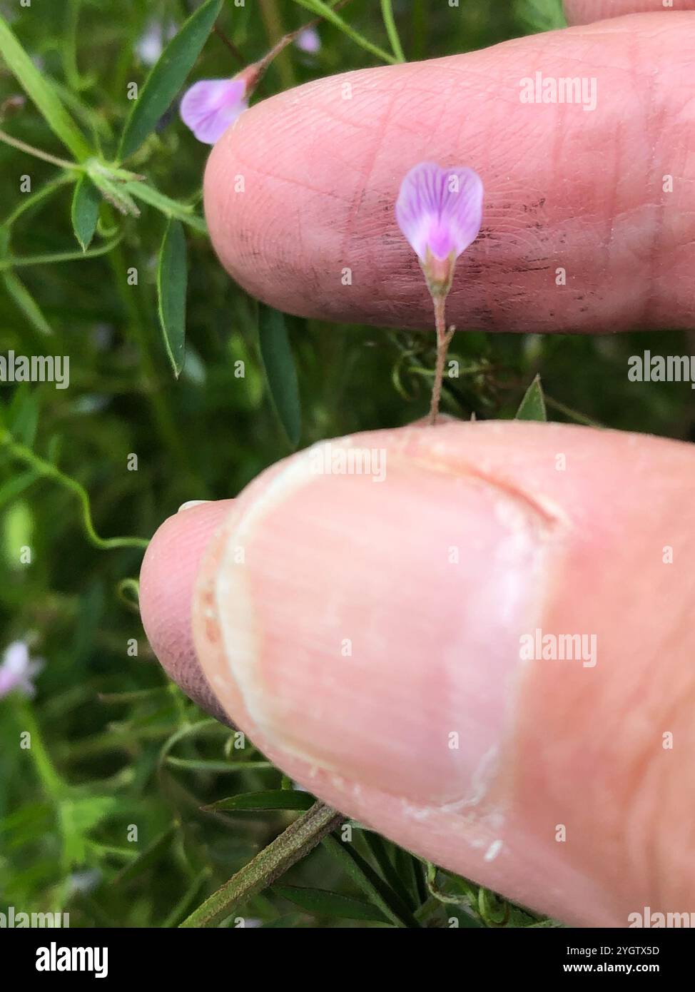 Tara liscia (Vicia tetrasperma) Foto Stock