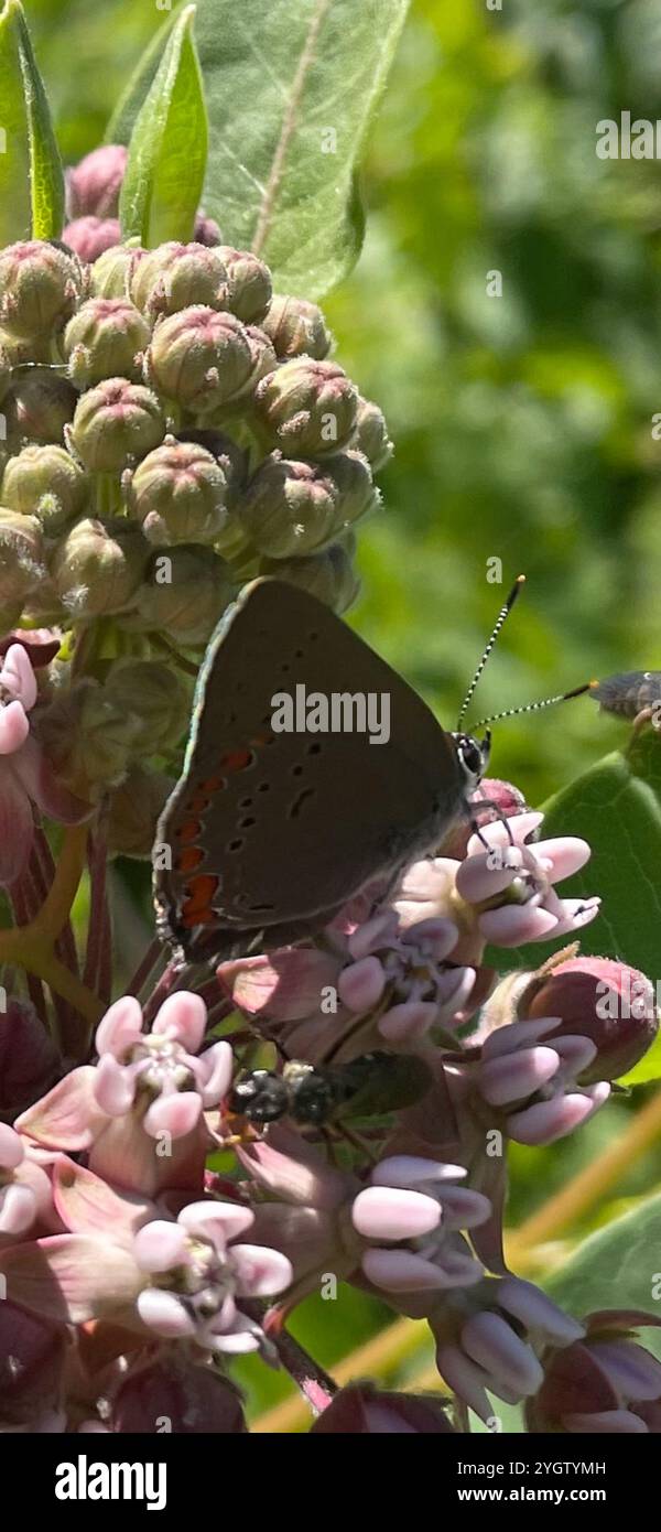 Corallo Hairstreak (Satyrium titus) Foto Stock