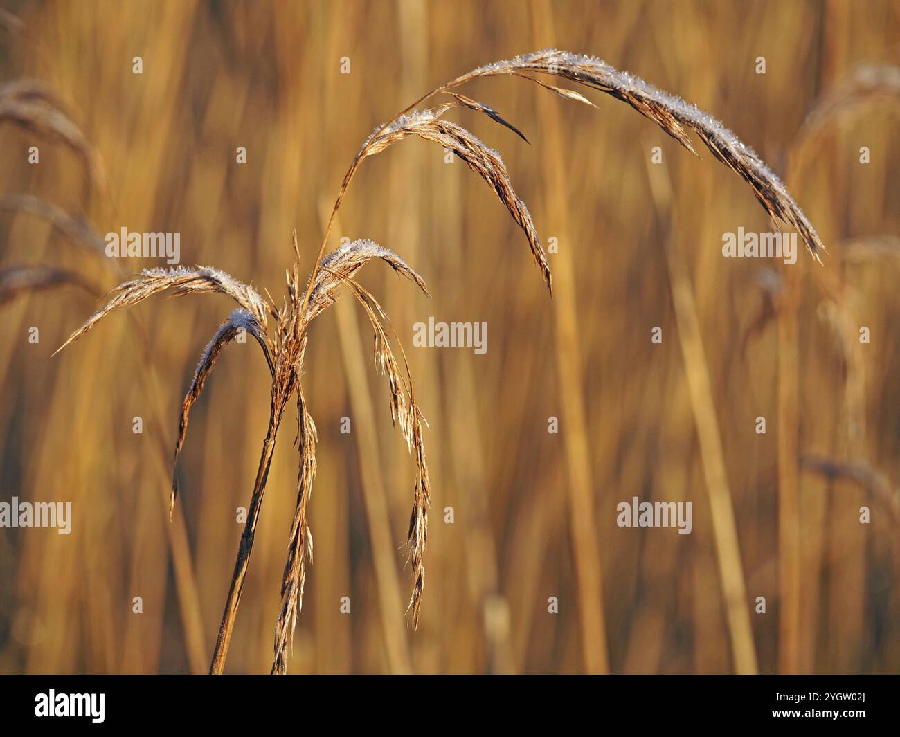 Luce invernale soffusa su teste di semi di canne dorate smerigliate presso Leighton Moss RSPB Nature Reserve Lancashire, Inghilterra, Regno Unito Foto Stock