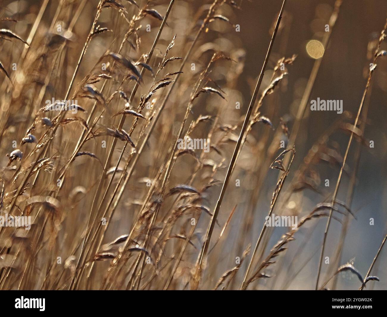 Luce soffusa invernale su teste di semi dorati dorati retroilluminati di canne presso la riserva naturale Leighton Moss RSPB del Lancashire, Inghilterra, Regno Unito Foto Stock