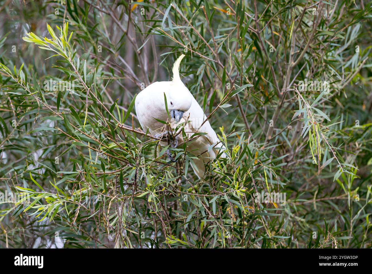 Fotografia di un Cockatoo Crested di zolfo seduto e mangiato foglie in un albero nelle Blue Mountains nel nuovo Galles del Sud, Australia. Foto Stock