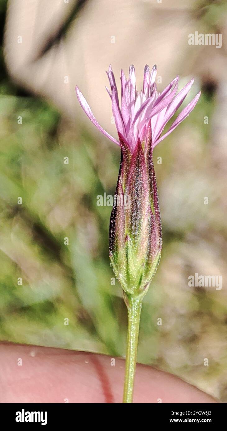 Superriduttore con barba (Crupina vulgaris) Foto Stock