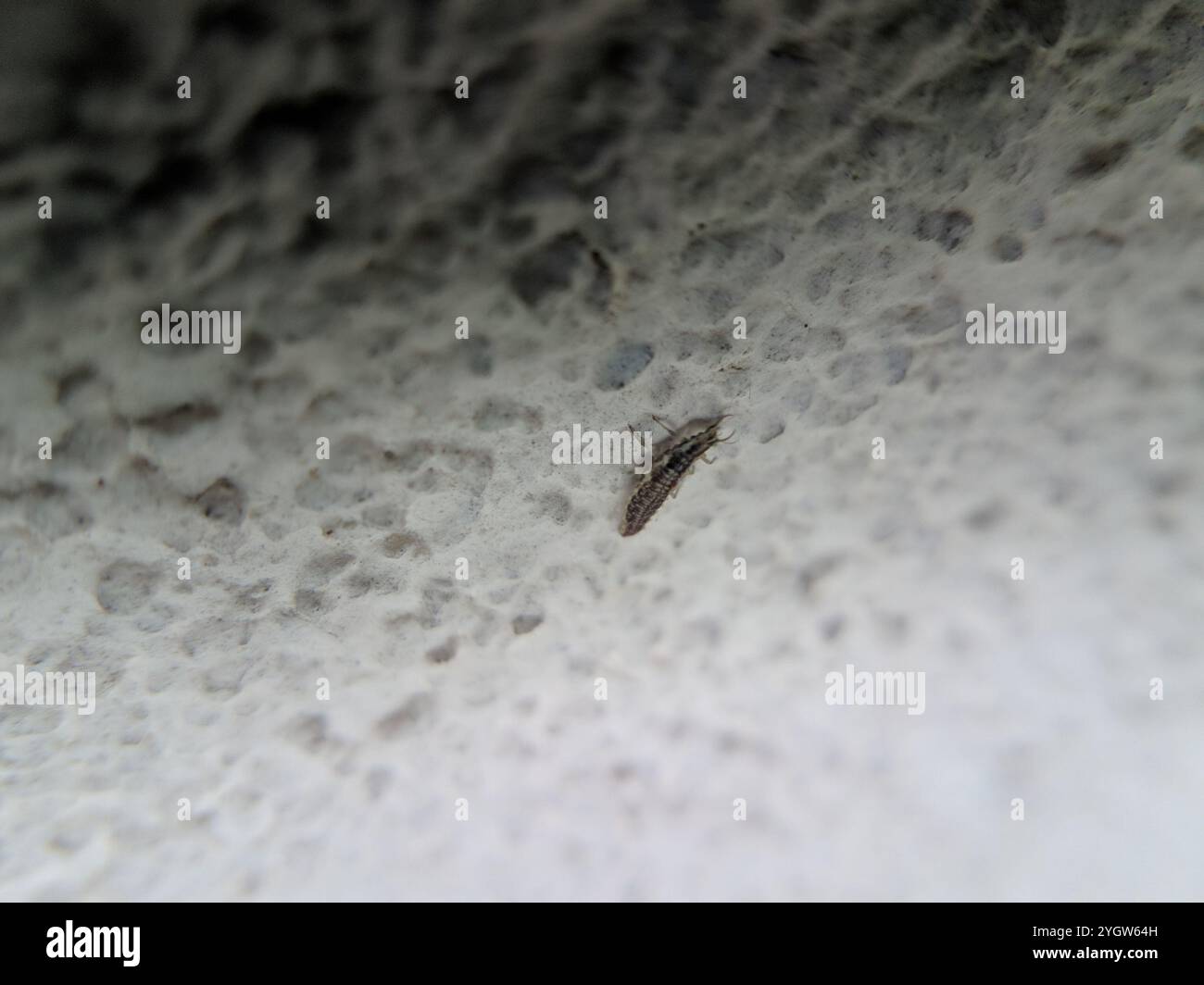 Lacewings verdi del gruppo carnea (Chrysoperla carnea) Foto Stock