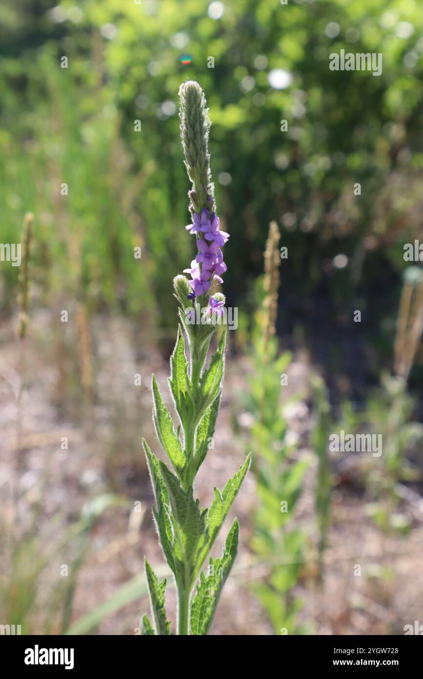 Verbena stricta (Verbena stricta) Foto Stock