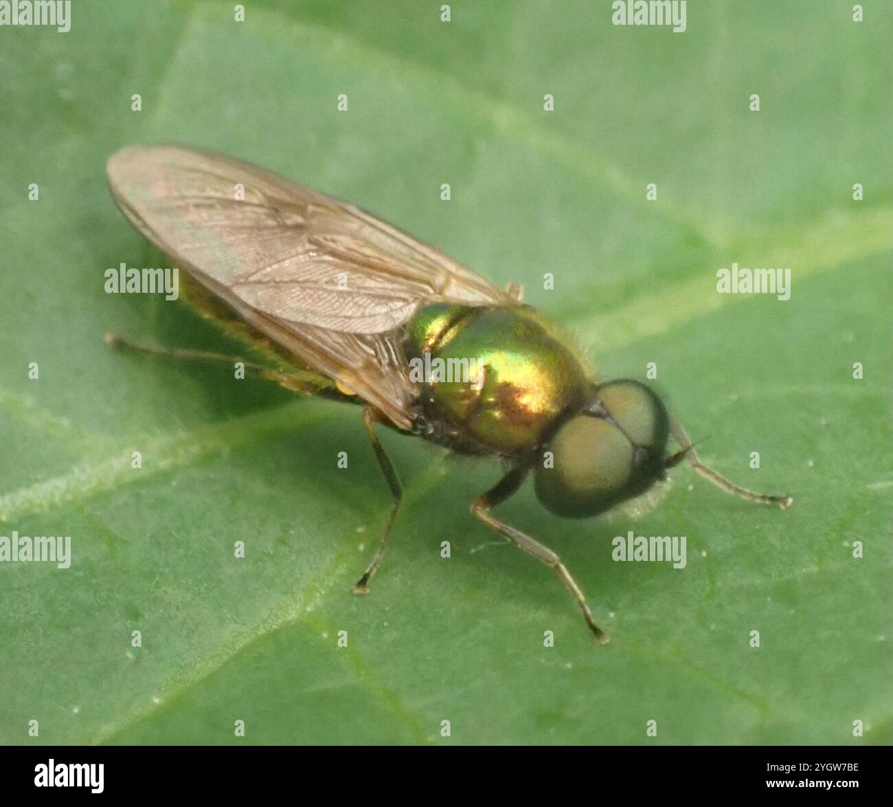 Ampia Centurion Fly (Chloromyia formosa) Foto Stock