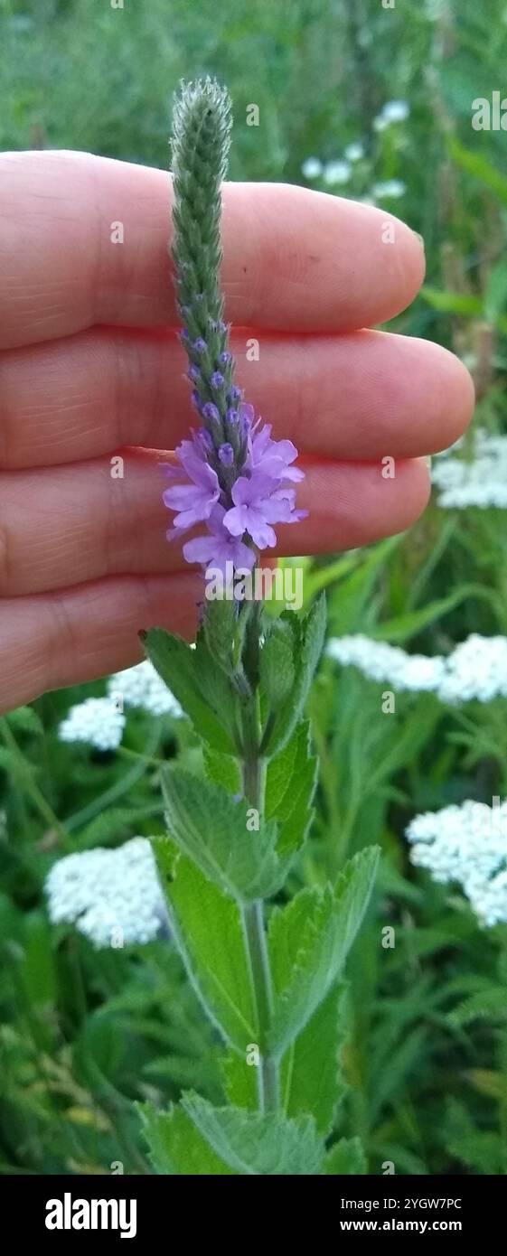 Verbena stricta (Verbena stricta) Foto Stock